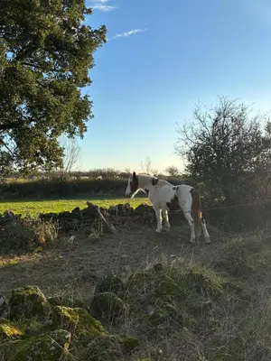 Animales en la casa o chalet o alrededores