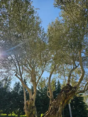 Paisaje cerca de esta villa