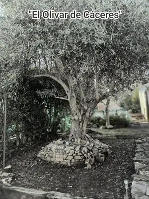 Jardín al aire libre en Apartamento El Olivar de Cáceres