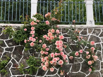 Jardín al aire libre en La Casita Del Castañar