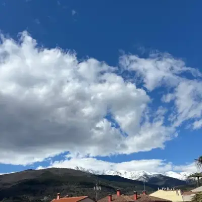 Palmera
