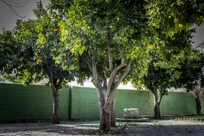 Jardín al aire libre en Hostal San Miguel