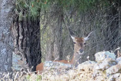 Animales en el hotel o alrededores