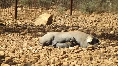 Animales en el apartamento o alrededores