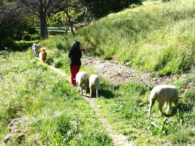 Animales en the country house o alrededores