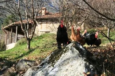 Animales en the country house o alrededores