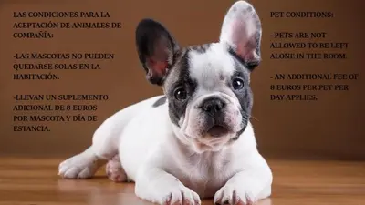 Mascotas con sus dueños en Las Abadías