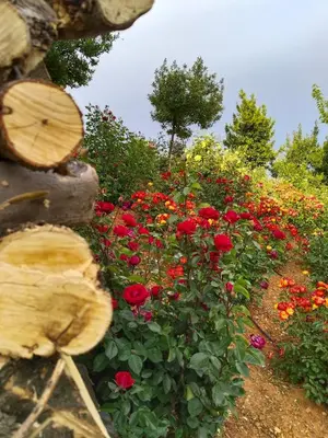 Jardín al aire libre en apartamentos turisticos la gitanilla