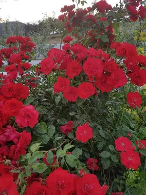Jardín al aire libre en Finca La Rinconada