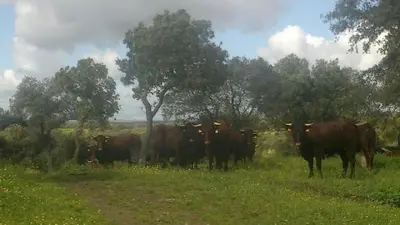 Animales en la casa o chalet o alrededores