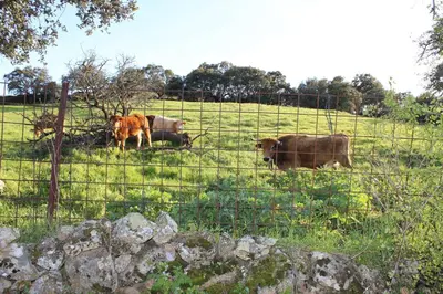 Animales en the country house o alrededores