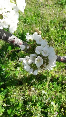 Jardín al aire libre en Apartamentos Alejandra