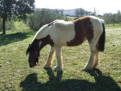Animales en la casa o chalet o alrededores