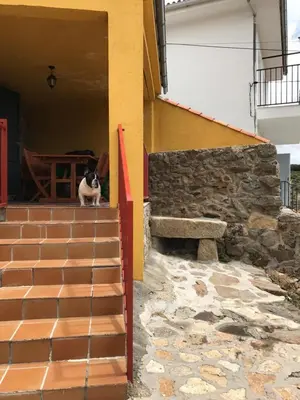 Mascotas con sus dueños en Casa Sierra de Gredos