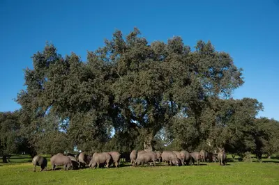 Animales en the country house o alrededores
