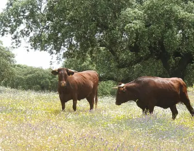Animales en the country house o alrededores