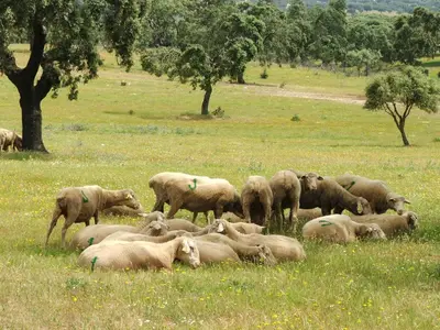 Animales en the country house o alrededores