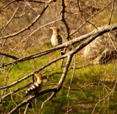 Animales en the country house o alrededores