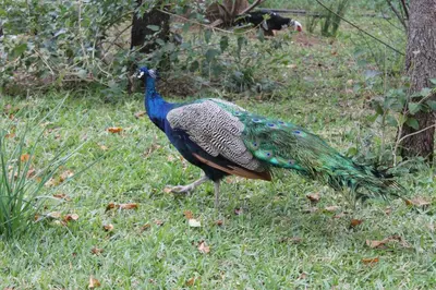 Animales en la casa o chalet o alrededores