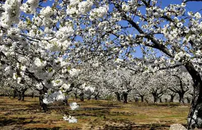 Jardín al aire libre en La Lancha del Jerte