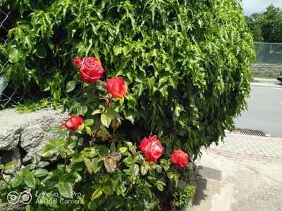 Jardín al aire libre en Casa Rural La Cucurrumacha