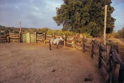 Animales en the country house o alrededores
