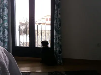 Mascotas con sus dueños en El Huertecito
