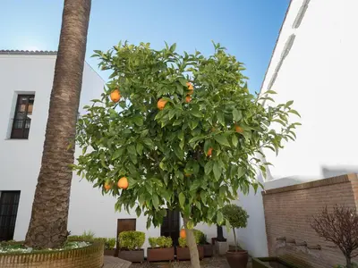 Jardín al aire libre en Casa Palacio Muñoz Chaves