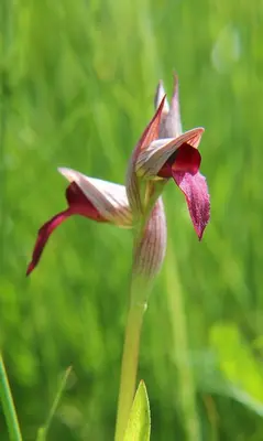Jardín al aire libre en Casa Palacio Carvajal
