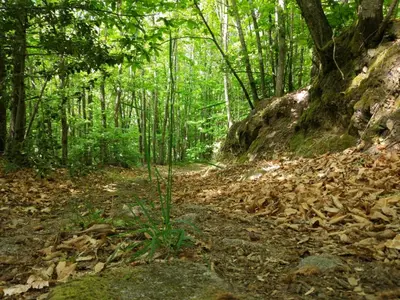 Paisaje cerca of this country house