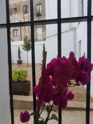 Jardín al aire libre en Casa Palacio Muñoz Chaves