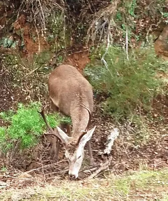 Animales en the country house o alrededores