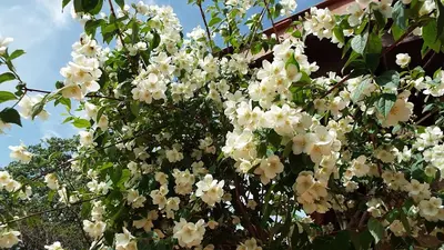 Jardín al aire libre en Hotel Rural El Camino