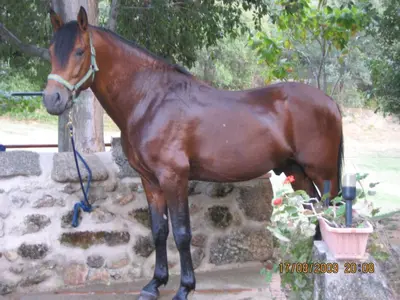 Animales en el hostal o pensión o alrededores