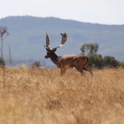 Animales en el hostal o pensión o alrededores