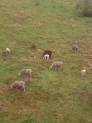 Animales en el hostal o pensión o alrededores