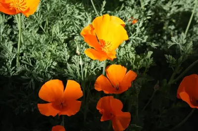 Jardín al aire libre en Casa Rural Mimbrero