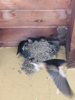 Mascotas con sus dueños en El Mirador del Gato I y II