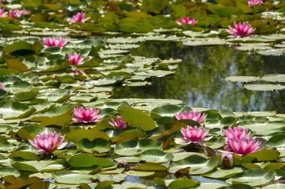 Jardín al aire libre en Vaqueria Cantaelgallo