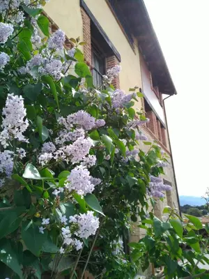 Jardín al aire libre en Casa rural Lucia