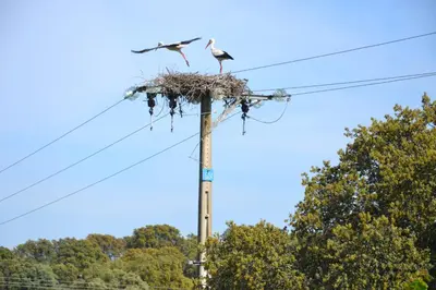 Animales en el apartamento o alrededores