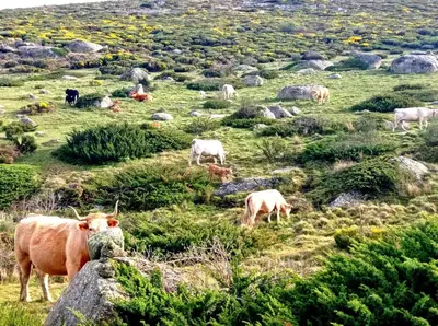 Animales en la casa o chalet o alrededores