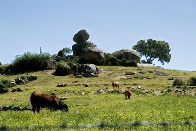 Animales en el apartamento o alrededores