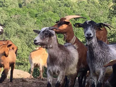 Animales en el apartamento o alrededores
