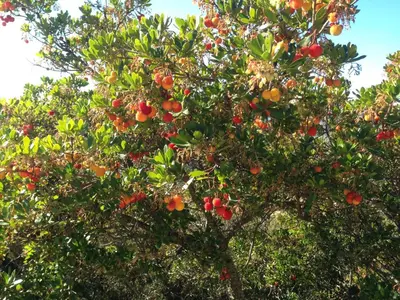 Jardín al aire libre en Apartamentos Rurales En Plena Sierra