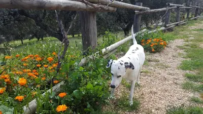 Jardín al aire libre en Apartamentos Rurales En Plena Sierra