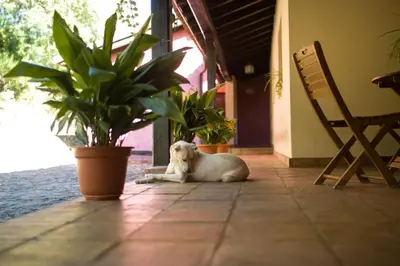 Mascotas con sus dueños en Apartamentos Casasturga