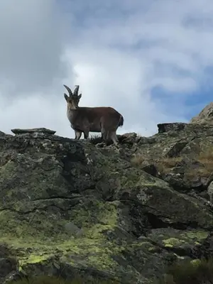 Animales en el hostal o pensión o alrededores