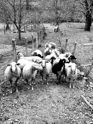 Animales en el apartamento o alrededores