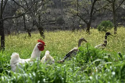 Animales en la casa o chalet o alrededores
